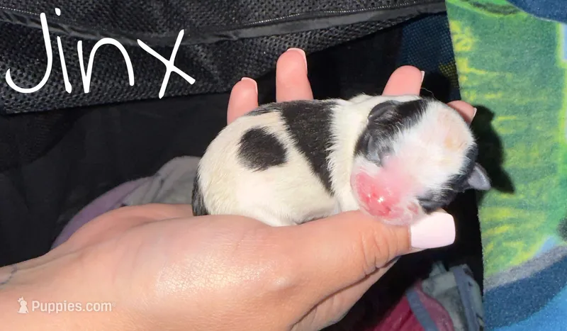 Jinx – Shih Tzu puppy for sale in Rialto, CA