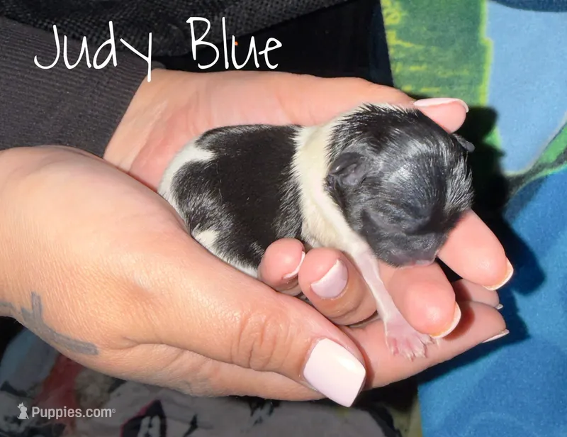 Judy Blue – Shih Tzu puppy for sale in Rialto, CA