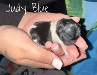 Judy Blue, a female Shih Tzu for sale in Rialto, CA – 1 of 4