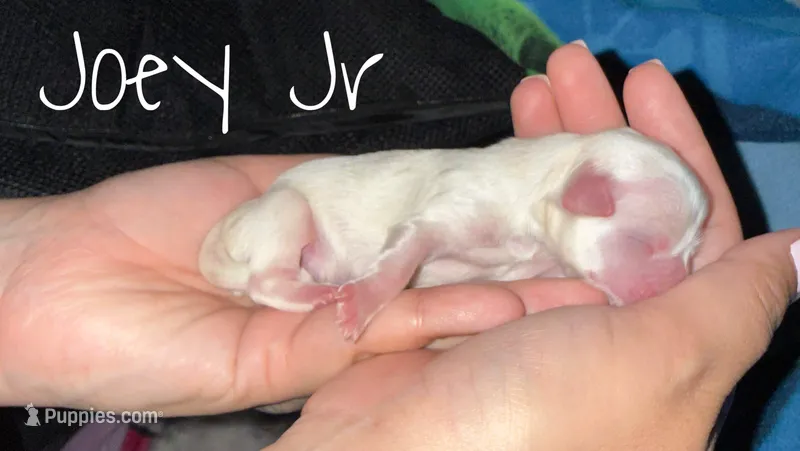 Joey Jr – Shih Tzu puppy for sale in Rialto, CA