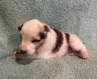 Daisy , a female Shetland Sheepdog for sale in Adams, WI – 4 of 10