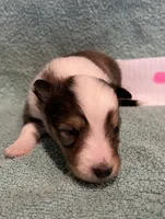 Dalia, a female Shetland Sheepdog for sale in Adams, WI – 7 of 9