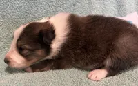 Finn, a male Shetland Sheepdog for sale in Adams, WI – 4 of 10