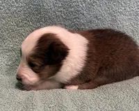 Lily , a female Shetland Sheepdog for sale in Adams, WI – 6 of 10