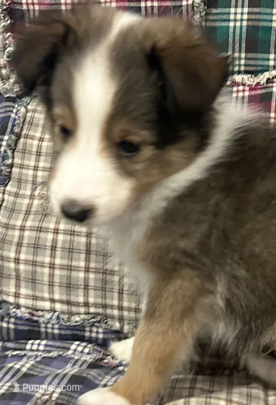 Finn – Shetland Sheepdog puppy for sale in Adams, WI
