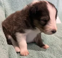 Finn, a male Shetland Sheepdog for sale in Adams, WI – 1 of 10