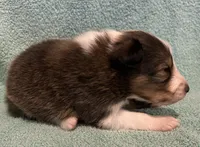 Finn, a male Shetland Sheepdog for sale in Adams, WI – 9 of 10