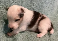 Daisy , a female Shetland Sheepdog for sale in Adams, WI – 7 of 10