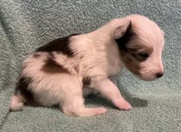 Daisy , a female Shetland Sheepdog for sale in Adams, WI – 6 of 10