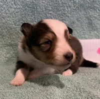 Dalia, a female Shetland Sheepdog for sale in Adams, WI – 4 of 9