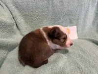 Lily , a female Shetland Sheepdog for sale in Adams, WI – 10 of 10