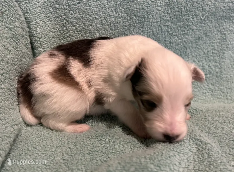 Daisy  – Shetland Sheepdog puppy for sale in Adams, WI