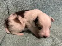 Daisy , a female Shetland Sheepdog for sale in Adams, WI – 5 of 10