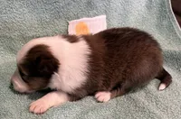 Lily , a female Shetland Sheepdog for sale in Adams, WI – 9 of 10
