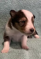 Dalia, a female Shetland Sheepdog for sale in Adams, WI – 5 of 9