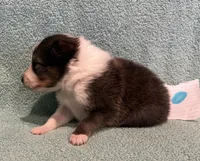 Finn, a male Shetland Sheepdog for sale in Adams, WI – 8 of 10