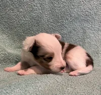 Daisy , a female Shetland Sheepdog for sale in Adams, WI – 2 of 10