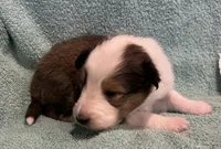 Lily , a female Shetland Sheepdog for sale in Adams, WI – 3 of 10