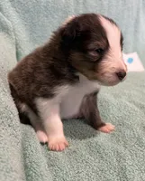 Finn, a male Shetland Sheepdog for sale in Adams, WI – 7 of 10