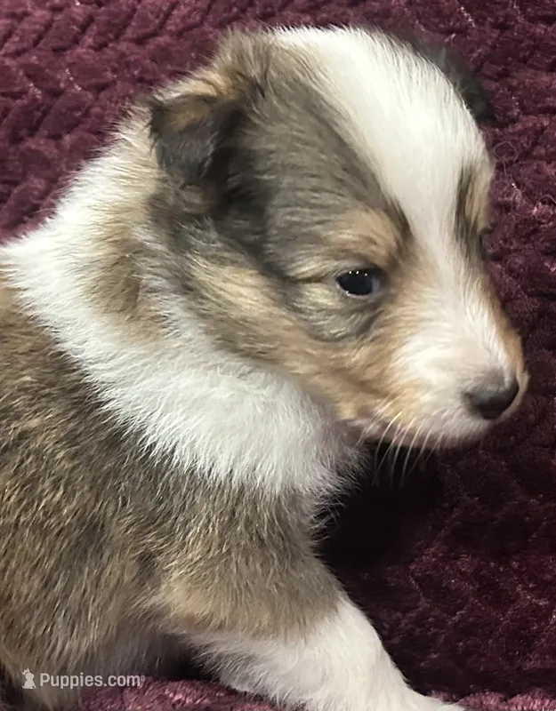 Dalia – Shetland Sheepdog puppy for sale in Adams, WI