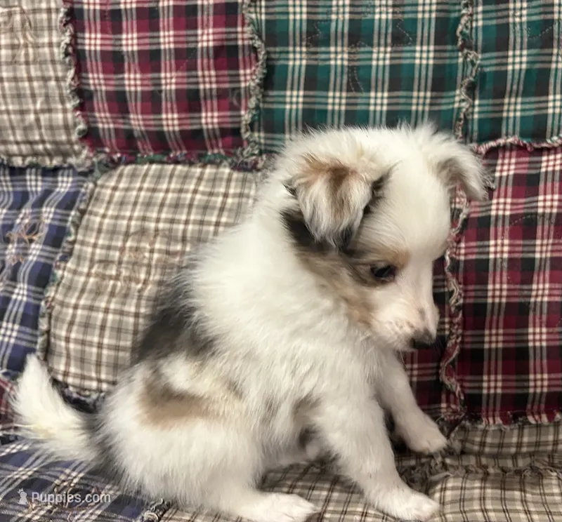 Daisy  – Shetland Sheepdog puppy for sale in Adams, WI