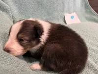 Finn, a male Shetland Sheepdog for sale in Adams, WI – 10 of 10