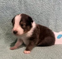 Finn, a male Shetland Sheepdog for sale in Adams, WI – 3 of 10