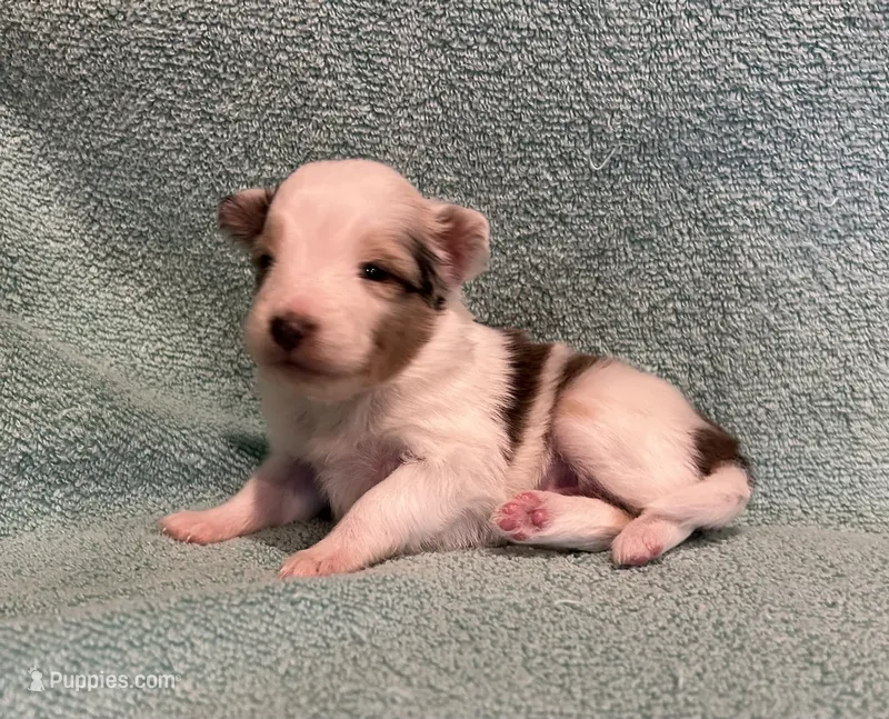 Daisy  – Shetland Sheepdog puppy for sale in Adams, WI