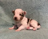 Daisy , a female Shetland Sheepdog for sale in Adams, WI – 1 of 10