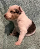 Daisy , a female Shetland Sheepdog for sale in Adams, WI – 8 of 10