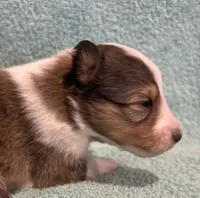 Dalia, a female Shetland Sheepdog for sale in Adams, WI – 3 of 9