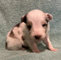 Daisy , a female Shetland Sheepdog for sale in Adams, WI – 3 of 10