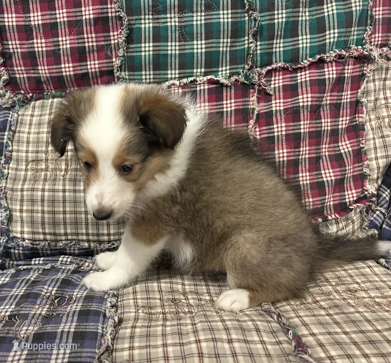 Lily  – Shetland Sheepdog puppy for sale in Adams, WI