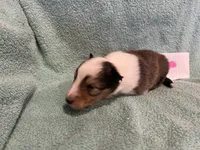Dalia, a female Shetland Sheepdog for sale in Adams, WI – 9 of 9