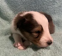 Lily , a female Shetland Sheepdog for sale in Adams, WI – 2 of 10