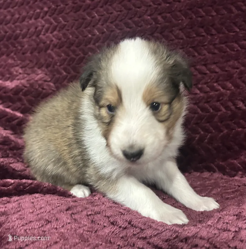 Lily  – Shetland Sheepdog puppy for sale in Adams, WI