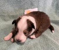 Lily , a female Shetland Sheepdog for sale in Adams, WI – 5 of 10