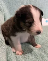 Finn, a male Shetland Sheepdog for sale in Adams, WI – 5 of 10