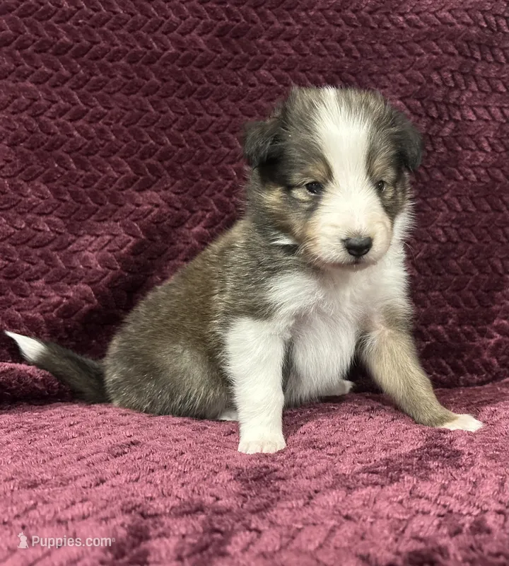 Finn – Shetland Sheepdog puppy for sale in Adams, WI