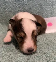 Dalia, a female Shetland Sheepdog for sale in Adams, WI – 6 of 9