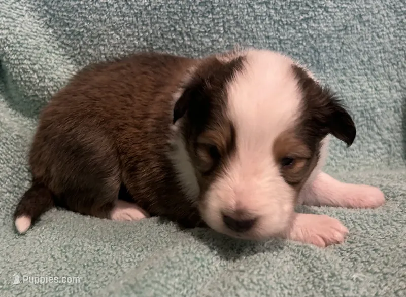 Lily  – Shetland Sheepdog puppy for sale in Adams, WI
