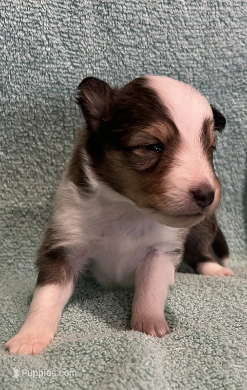 Dalia – Shetland Sheepdog puppy for sale in Adams, WI