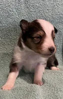 Dalia, a female Shetland Sheepdog for sale in Adams, WI – 1 of 9