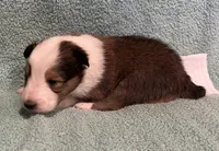 Lily , a female Shetland Sheepdog for sale in Adams, WI – 4 of 10