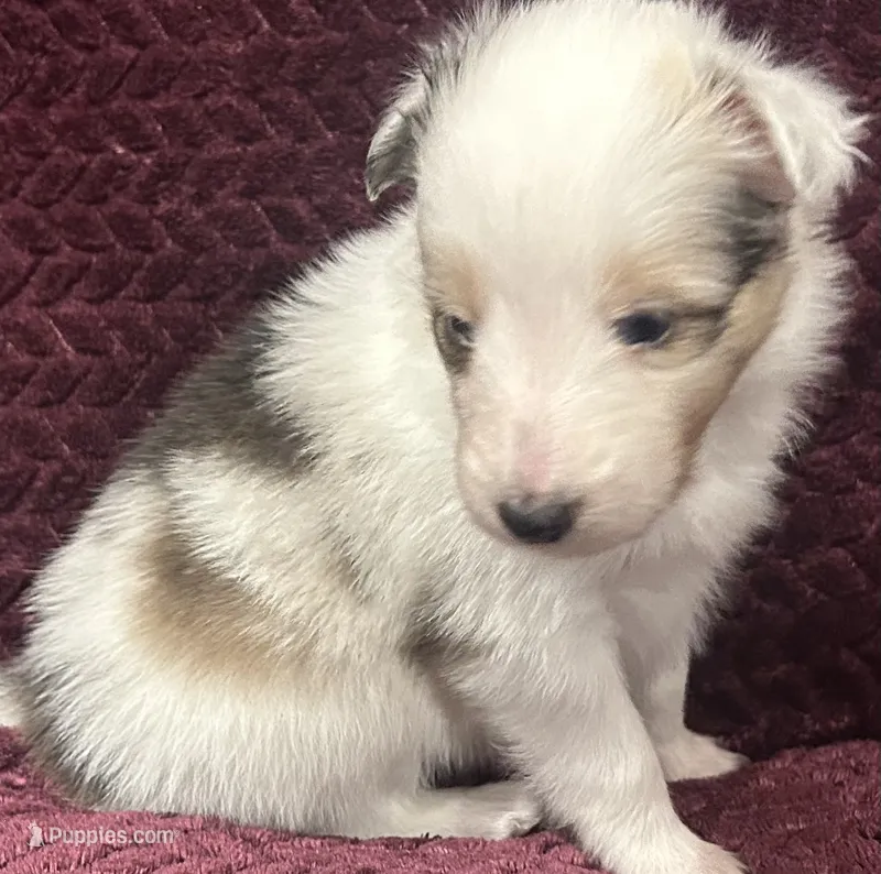 Daisy  – Shetland Sheepdog puppy for sale in Adams, WI