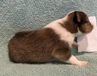 Dalia, a female Shetland Sheepdog for sale in Adams, WI – 2 of 9