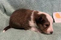 Lily , a female Shetland Sheepdog for sale in Adams, WI – 8 of 10