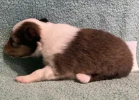 Dalia, a female Shetland Sheepdog for sale in Adams, WI – 8 of 9
