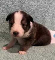 Finn, a male Shetland Sheepdog for sale in Adams, WI – 6 of 10