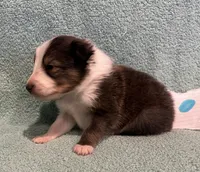 Finn, a male Shetland Sheepdog for sale in Adams, WI – 2 of 10